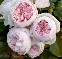 Роза Герцогиня Кристина (Herzogin Christiana) 3740