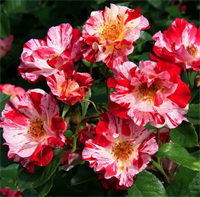 Роза Крейзи фо Ю (Crazy for You) 3750