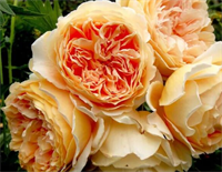 Роза Кроун Принцесс Маргарет (Crown Princess Margaretha) 3221