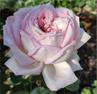 Роза Эмейзинг Грейс, Мириам (Amazing Grace, Myriam) 3753