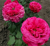 Роза Принцесса Киши (Princess Kishi) 3756