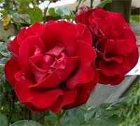 Роза Сантана (Santana) 3691