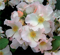 Роза Салли Холмс (Sally Holmes) 3757 Роза Салли Холмс (Sally Holmes) 3757