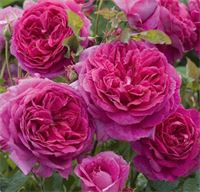 Роза Парад (Parade) 3765