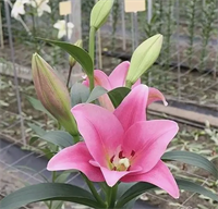 Лилия Варезе (Varese) Восточный гибрид 3766 Лилия Варезе (Varese) Восточный гибрид 3766