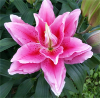 Лилия Роузлили Виола (Viola) Восточный махровый гибрид 3767 Лилия Роузлили Виола (Viola) Восточный махровый гибрид 3767