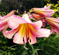 Лилия Бейджинг Мун (Beijing Moon) ОТ-гибрид 3768 Лилия Бейджинг Мун (Beijing Moon) ОТ-гибрид 3768