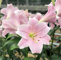 Лилия Кали (Cali) ЛА-гибрид 3769 Лилия Кали (Cali) ЛА-гибрид 3769