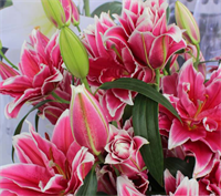 Лилия Дабл Фэнтези (Double Fantasy) 3770 Лилия Дабл Фэнтези (Double Fantasy) 3770