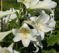 Лилия Вайт Хевен (White Heaven) Трубчатый гибрид 3771 Лилия Вайт Хевен (White Heaven) Трубчатый гибрид 3771