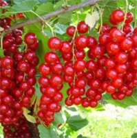 Смородина Ровада 3774