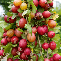 Крыжовник Яркий 3779