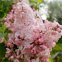 Сирень Вечерний звон (Vecherny Zvon) 3783