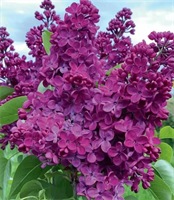 Сирень День Победы (Den’ Pobedy) 3784