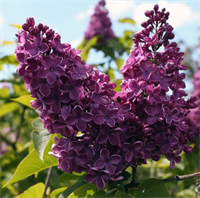 Сирень Зорька Венера (Zor'ka Venera) 3785