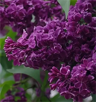 Сирень Сумерки (Sumerki) 3786