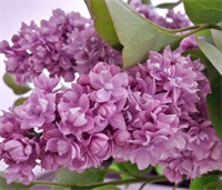 Сирень Русская песня (Russkaya pesnya) 3787