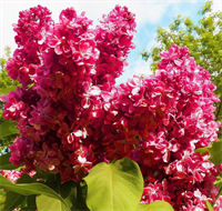 Сирень Красная Москва (Krasnaya Moskva) 3788