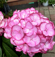 Гортензия крупнолистная Окская Весна (Okskaya Vesna) 3789