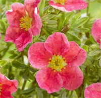 Лапчатка Данни Бой (Danny Boy) 3793