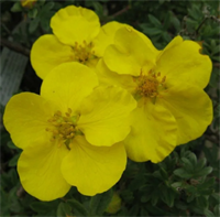 Лапчатка Голдстар (Goldstar) 3794