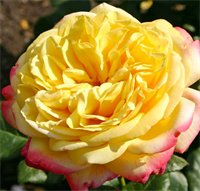 Роза Кордес Юбили (Kordes’ Jubilee) 3116