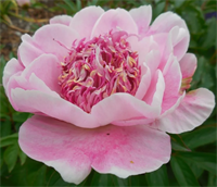 Пион Ду Телл (Do tell) 3795 Пион Ду Телл (Do tell) 3795