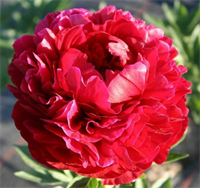 Пион Генри Бокстос (Henry Bockstoce) 3796 Пион Генри Бокстос (Henry Bockstoce) 3796