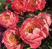 Пион Корал Чарм (Coral Charm) 3797 Пион Корал Чарм (Coral Charm) 3797