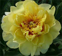 Пион Бартзелла (Bartzella) 3798 Пион Бартзелла (Bartzella) 3798