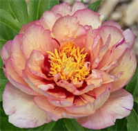 Пион Коллис Мемори (Callies Memory) 3799 Пион Коллис Мемори (Callies Memory) 3799