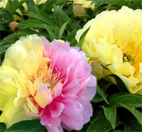 Пион Лемон Дрим (Lemon Dream) 3800 Пион Лемон Дрим (Lemon Dream) 3800