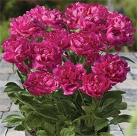 Пион Лондон (London) 3801 Пион Лондон (London) 3801