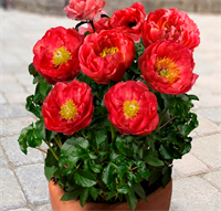 Пион Москва (Moscow) 3802 Пион Москва (Moscow) 3802