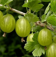 Крыжовник Уральский бесшипный 3803