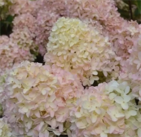 Гортензия метельчатая Вайт Лайт (Whitelight) 3809