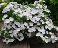 Гортензия ампельная Сбежавшая невеста (Runaway Bride) 0,8 л 3825