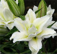 Лилия Роузлили Рамона (Roselily Ramona) Восточный махровый гибрид 10 - 12 3829