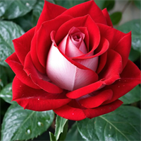 Роза Николь (Nicole) 3682