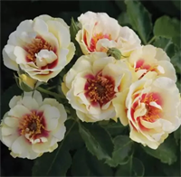 Роза Булс Айс (Bull's Eye) 3841