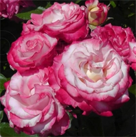 Роза Арифа (Arifa) 3842