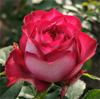 Роза Эсмеральда (Esmeralda) 3846