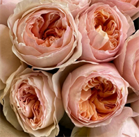 Роза Вувузела Cвит (Vuvuzela Sweet) 3847