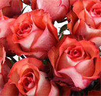 Рози Игуана (Iguana) 3848