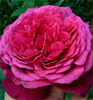 Роза Иоганн Вольфганг Фон Гете (Johann Wolfgang von Goethe) 3741