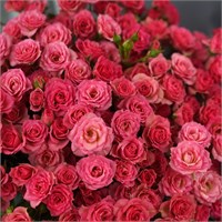 Роза Грация (Gracia) 3742