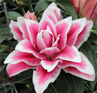 Лилия Роузлили Олимпия (Roselily Olympia) Восточный махровый гибрид 3852