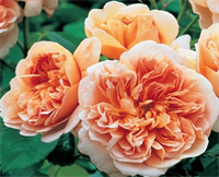 Роза Ти Клиппер (Tea Clipper) 3844