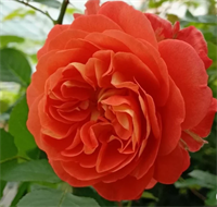 Роза Жардан Дю Брюль (Jardin du Brule) 3857