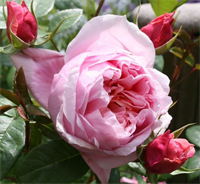 Роза Шоне Мэйд (Schone Maid) 3870